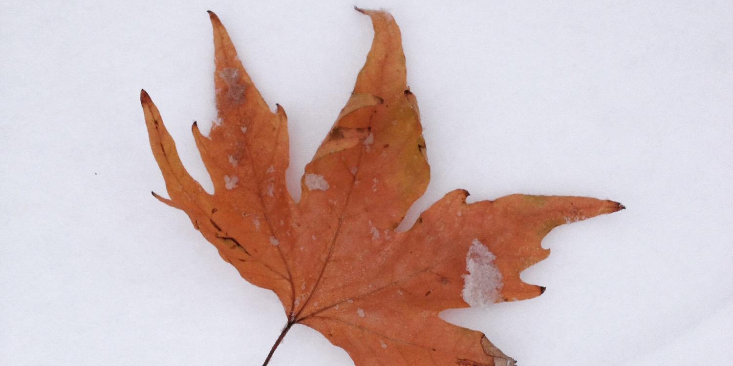 Osman Nuri Cerit banner