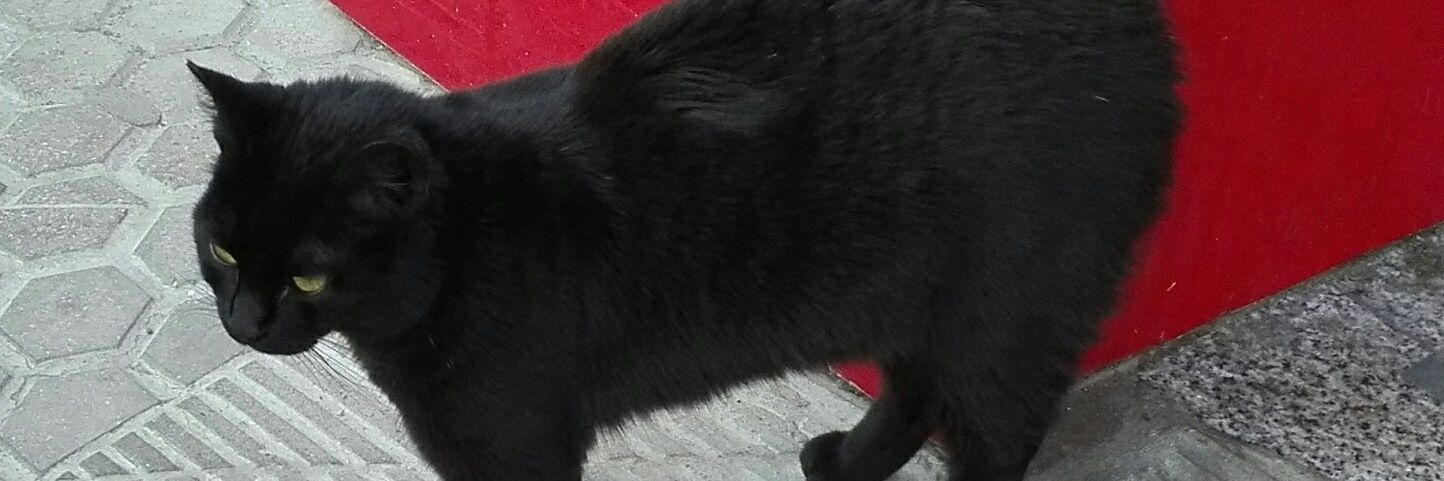 Fran Carrillo banner