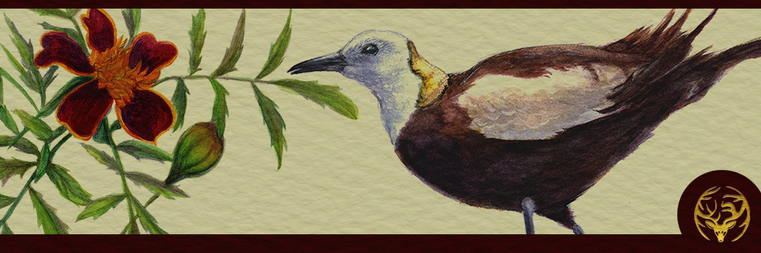 fawnesty's profile banner image