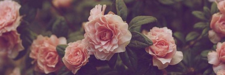 HBoinet's profile banner image