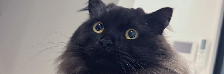 金子智明(映像監督/D金子) banner