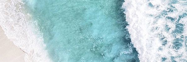 犬類 睪丸's banner