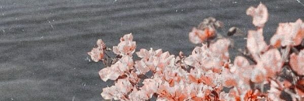 Ampiss's profile banner image