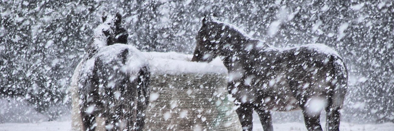 January Frost banner