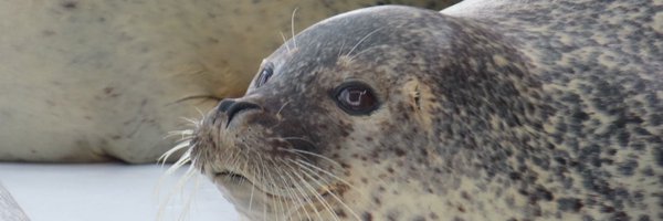 cocoa49136 Profile Banner