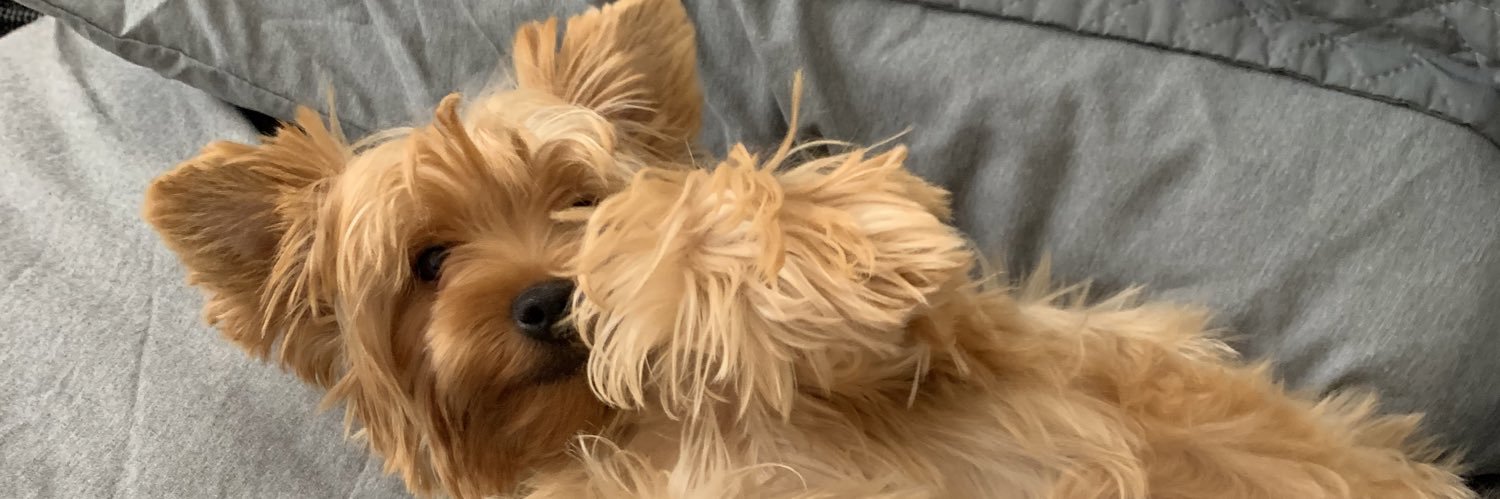 camilafernandas's profile banner image