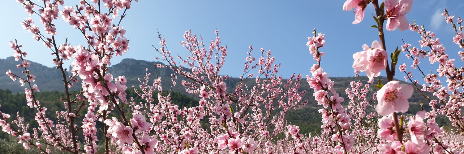 Céline Blampain banner