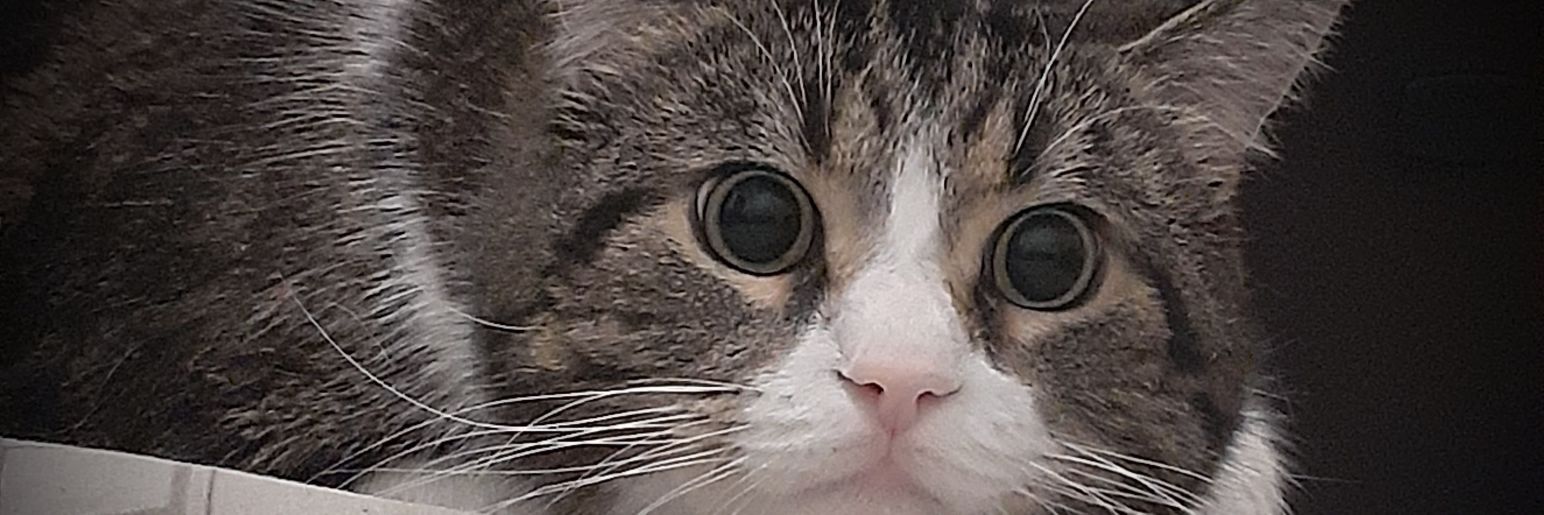 lynisis's profile banner image
