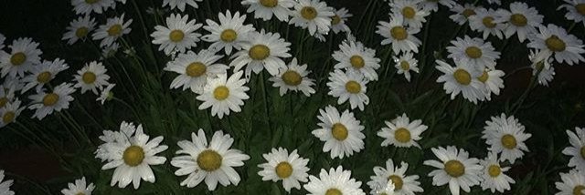 PhaseOfFlowers's profile banner image