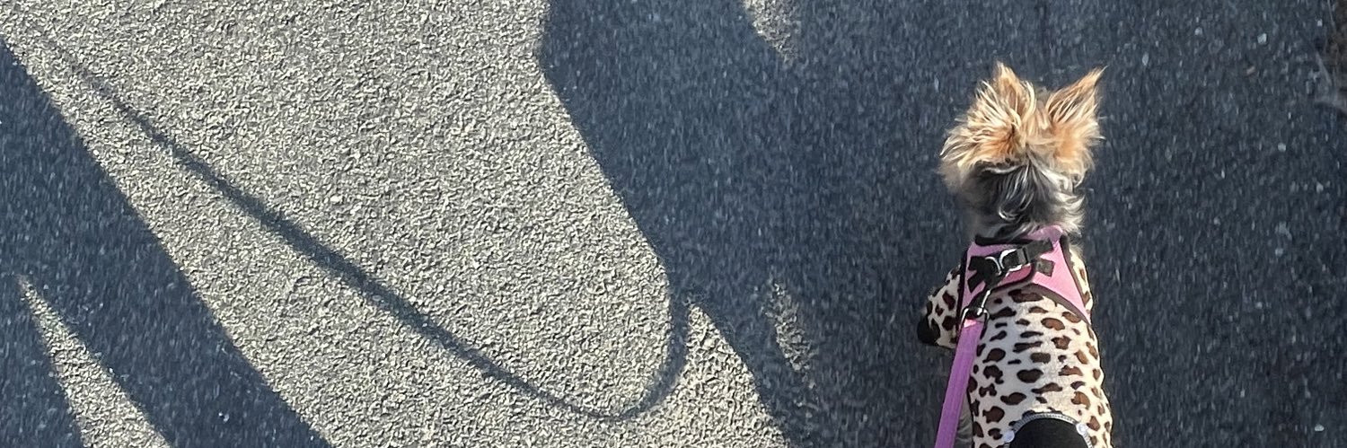 serenavmarques's profile banner image