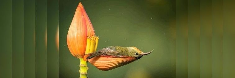 Gombalin Tweeter banner