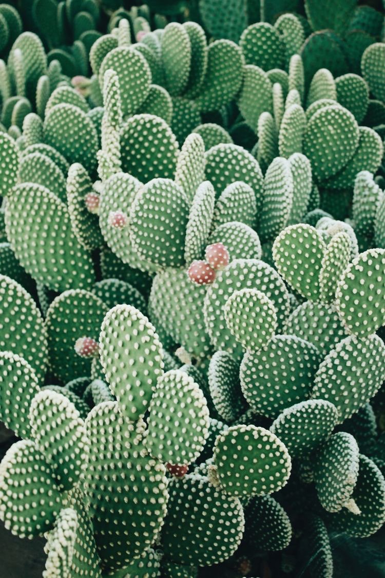 Stephanie Teskey banner