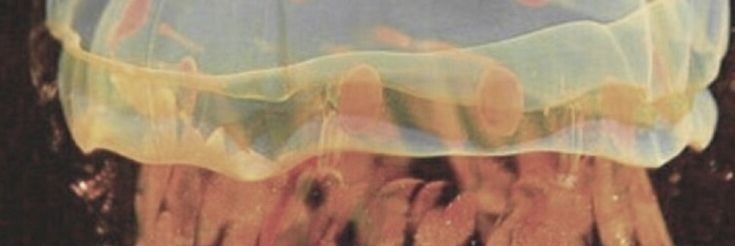 o banner