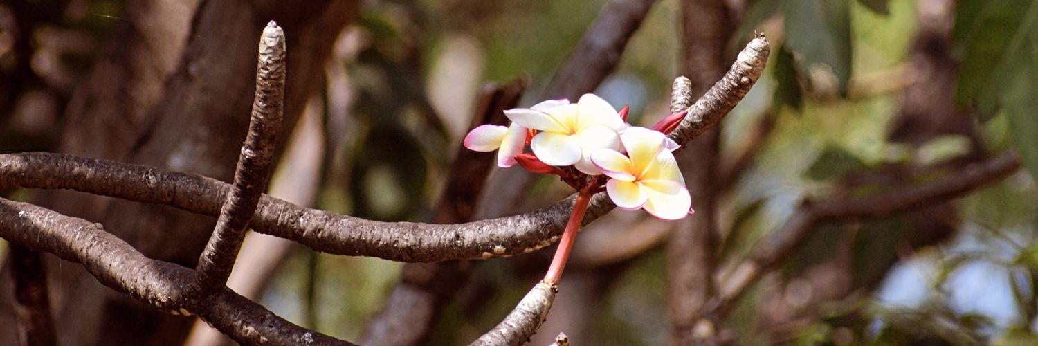 yoganandht's profile banner image
