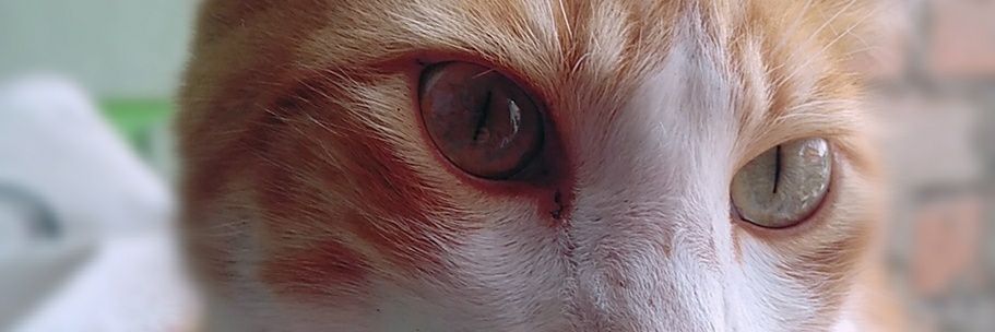 StarAcua's profile banner image