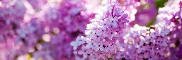 OPolikarpova's profile banner image