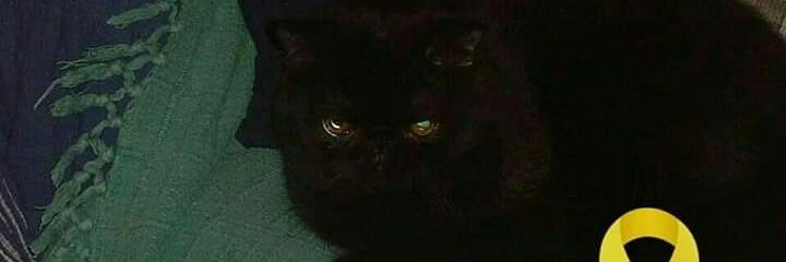 zitges's profile banner image