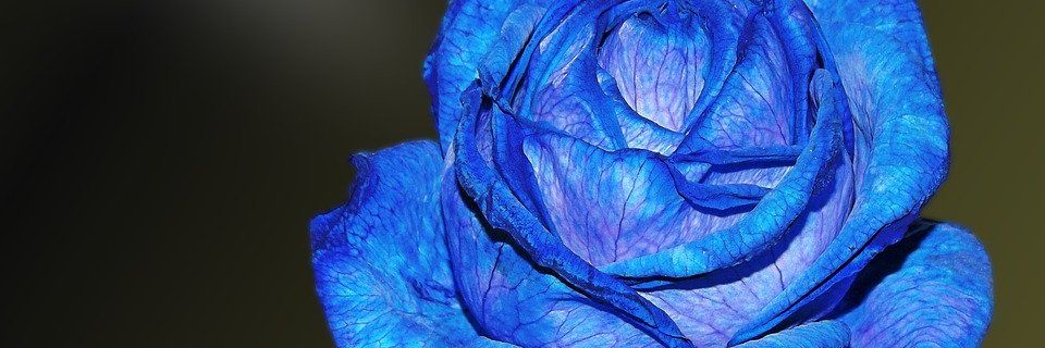 Ybploi's profile banner image