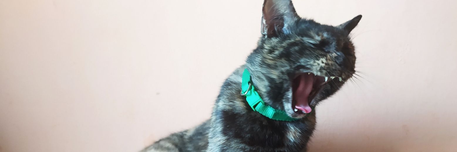 KucingGalakkk's profile banner image
