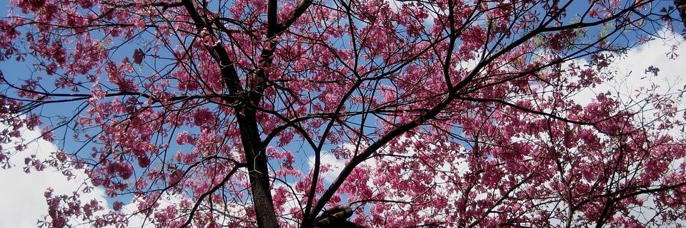 13SpringRecords's profile banner image