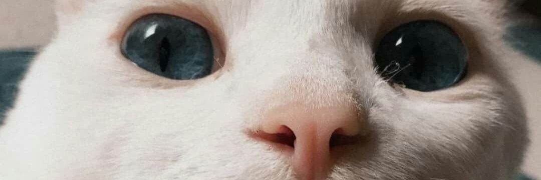 ChyntiaIntani_'s profile banner image
