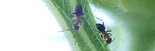 limariaph Profile Banner