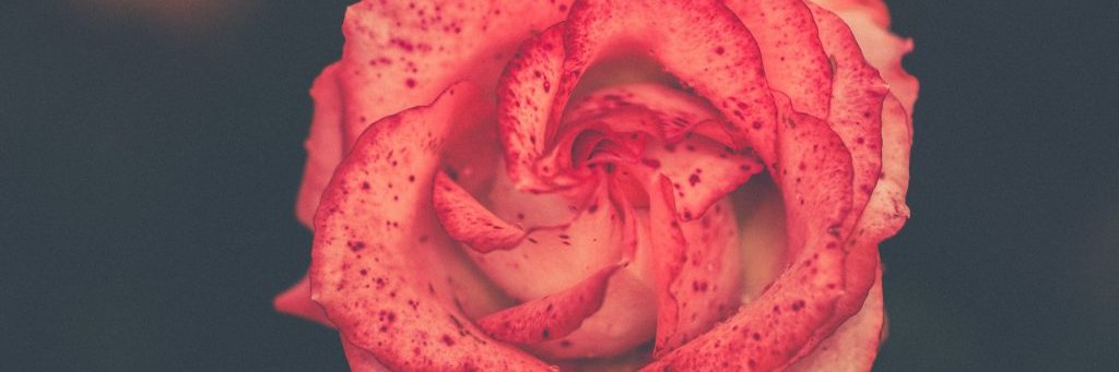 bilge_in's profile banner image