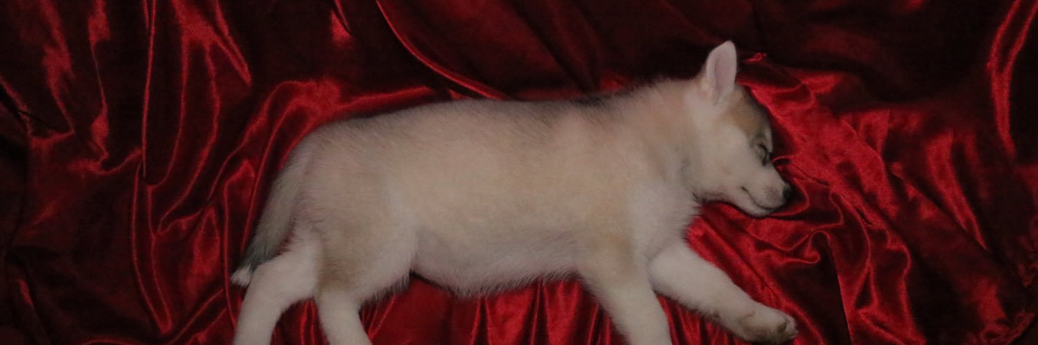 lily banner