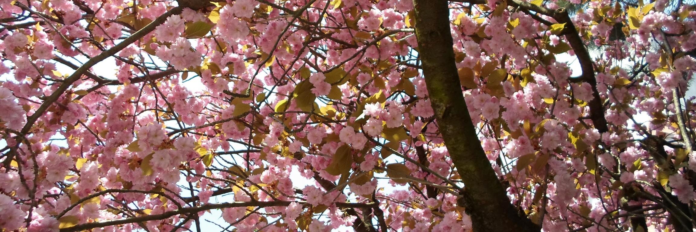 Íngrid Vendrell  banner