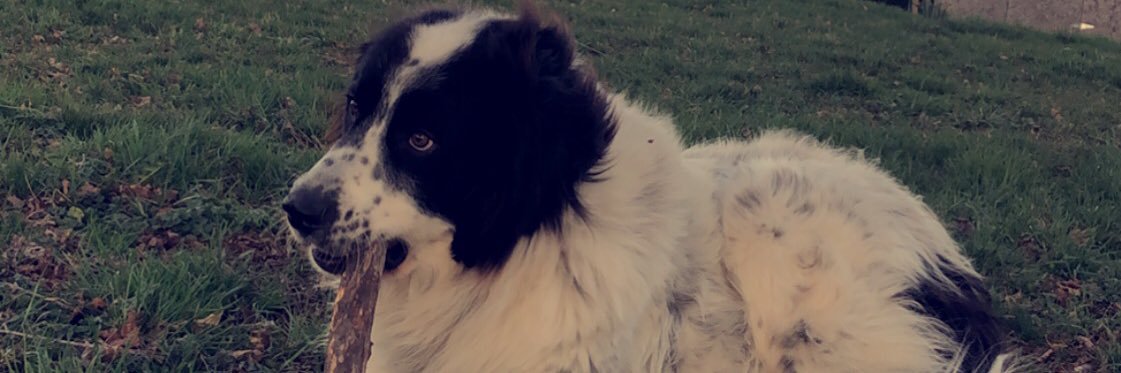 Allisaurous_'s profile banner image