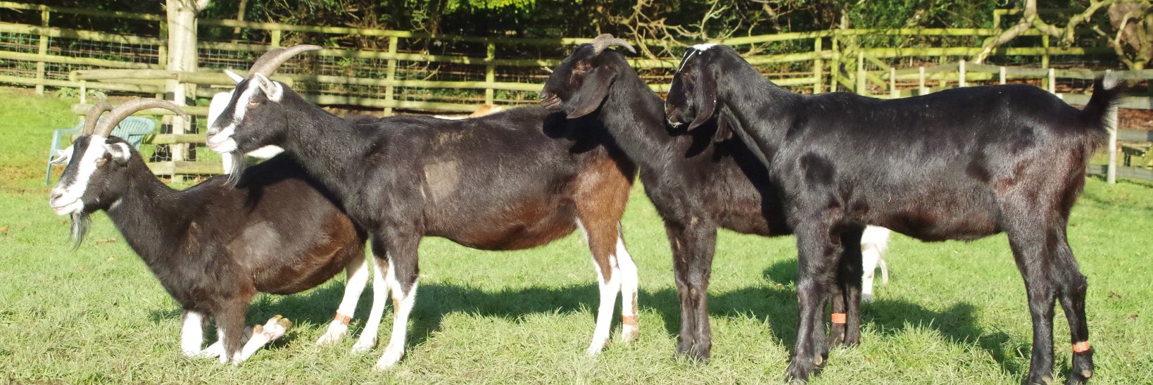 Buttercups Sanctuary For Goats banner