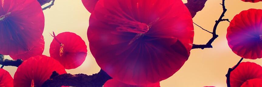 Amor_Julie's profile banner image