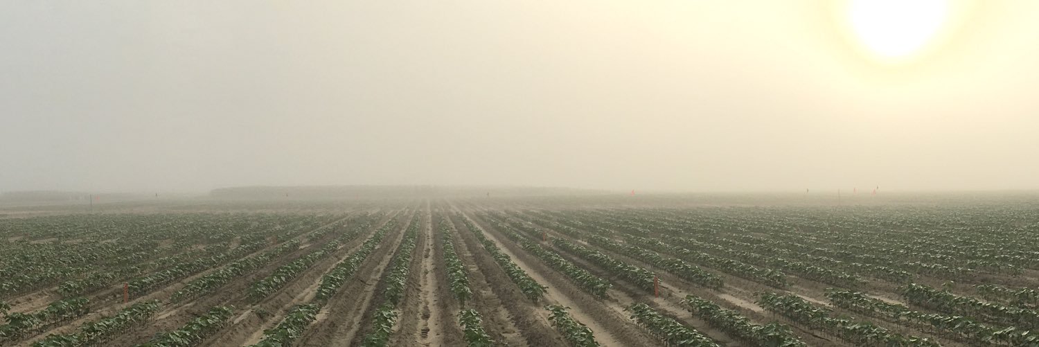 Lewis Braswell banner