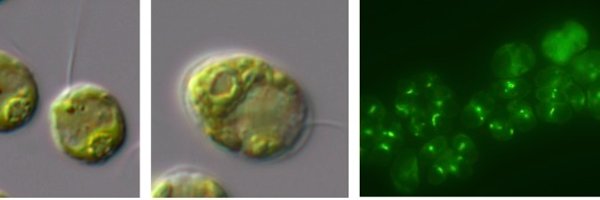 ChlamyAutophagy Profile Banner