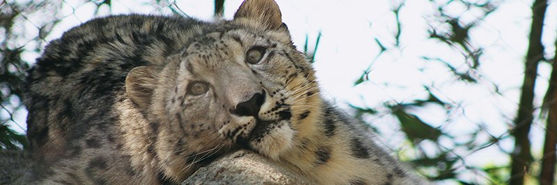 MillMountainZoo's profile banner image