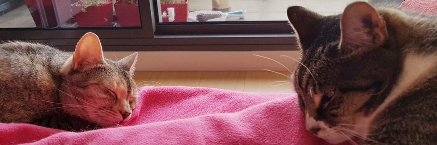Whingey banner