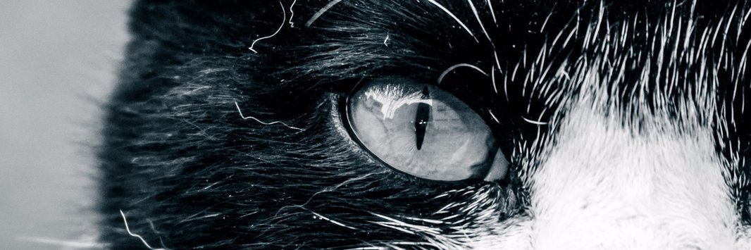 pork_vi's profile banner image