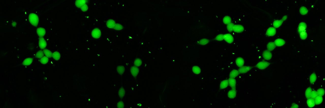 Anthony Kan (Sze Hon) banner