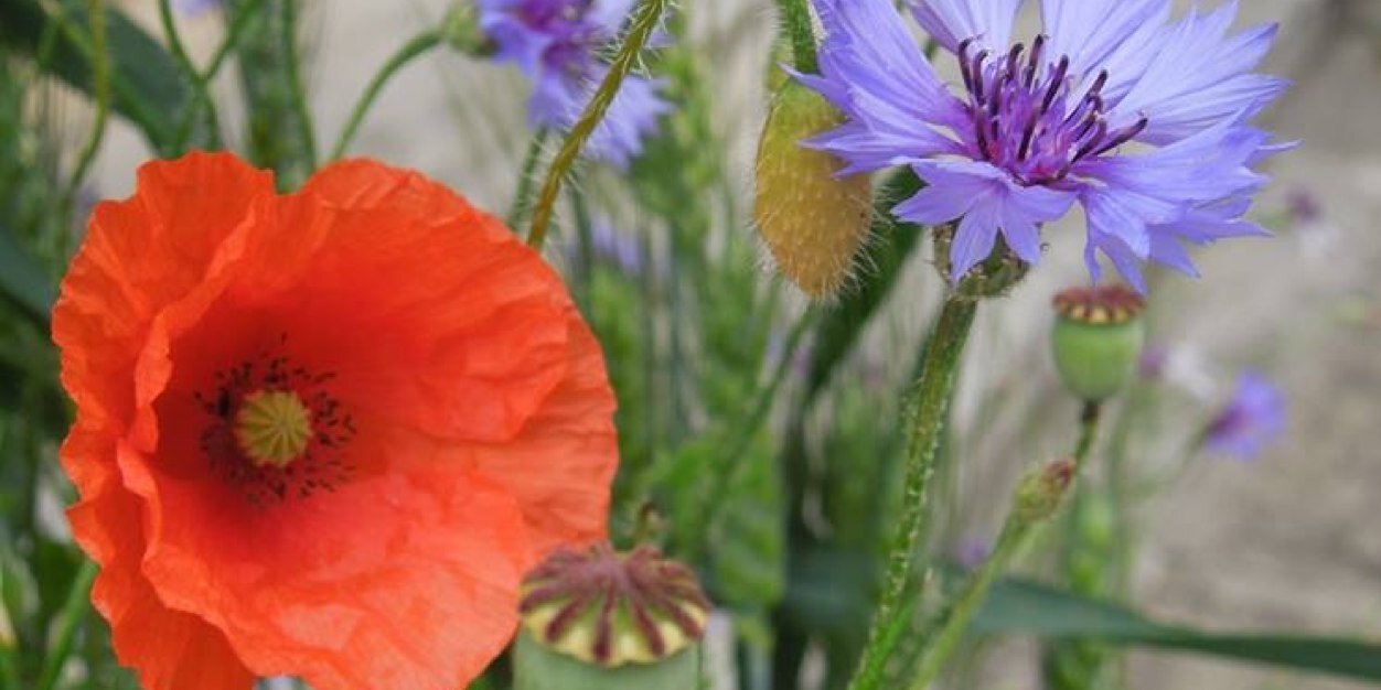Mar_isa's profile banner image