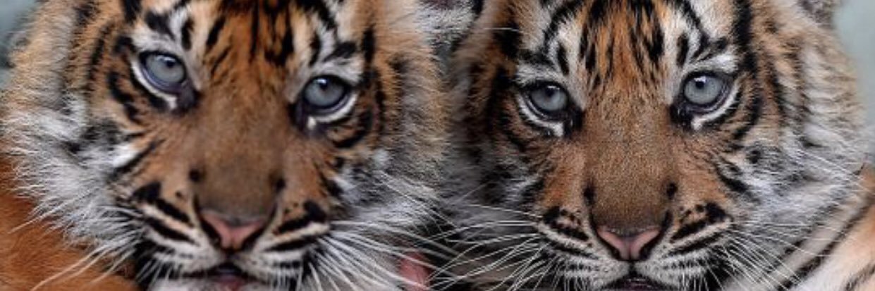 Tiger7775555's profile banner image