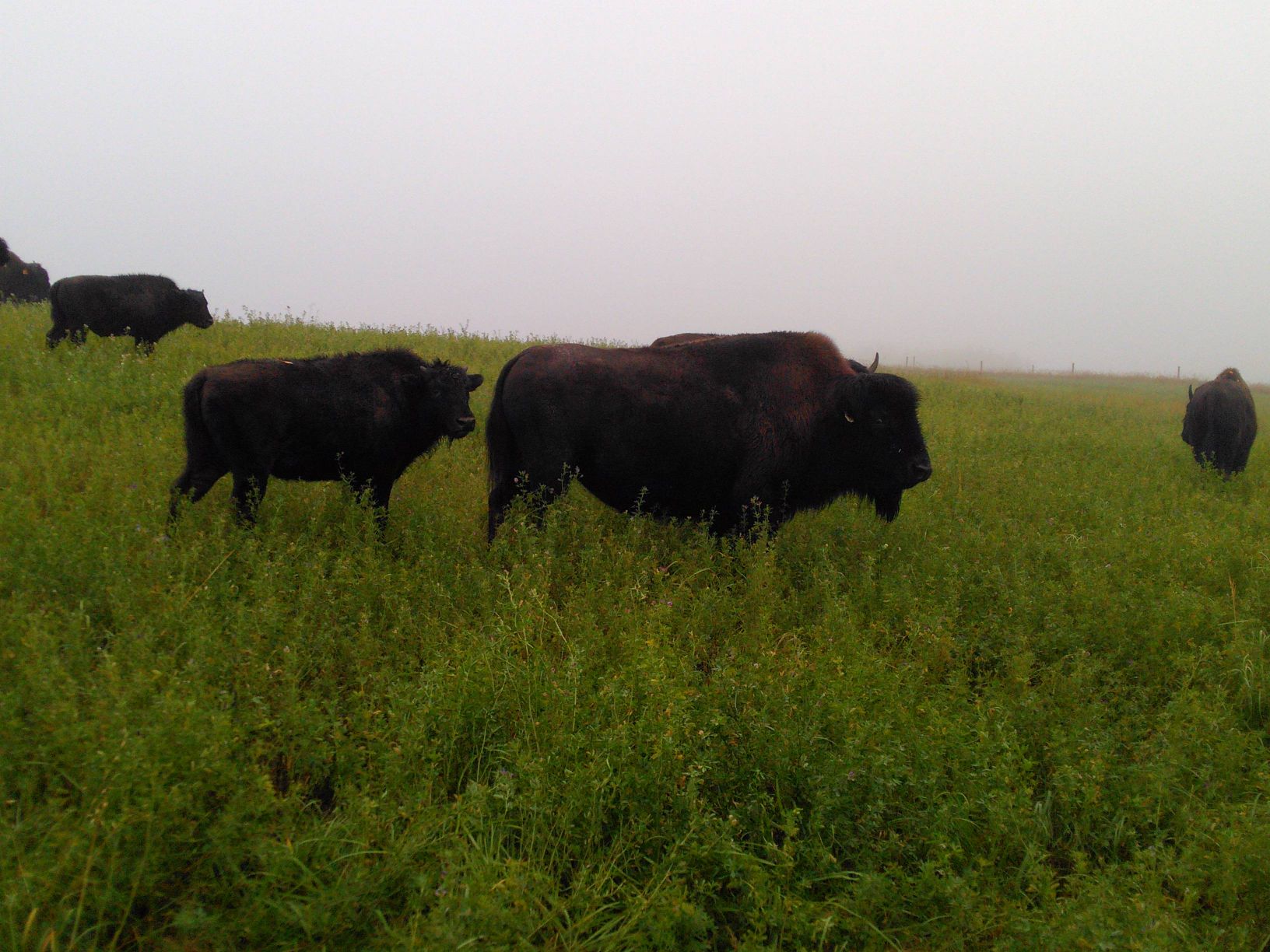 Avery Shepherd banner