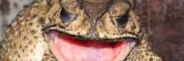 Town Hall Toad banner