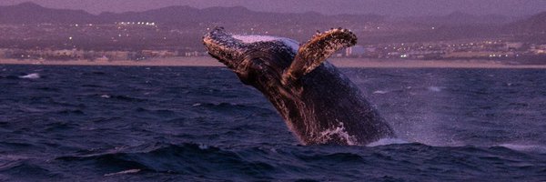 effyli4 Profile Banner