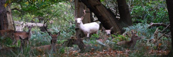 Fleurfox Profile Banner