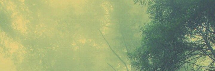 D A L M A 🛇❌ banner