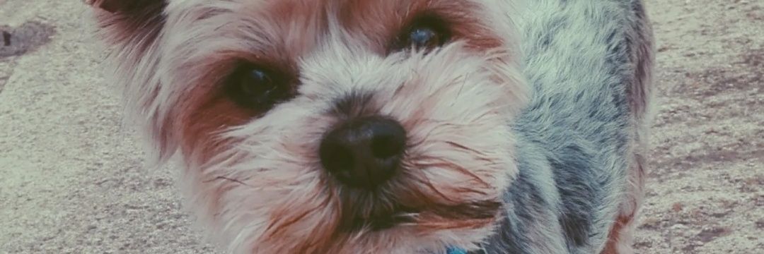 EsConLdeLaura's profile banner image