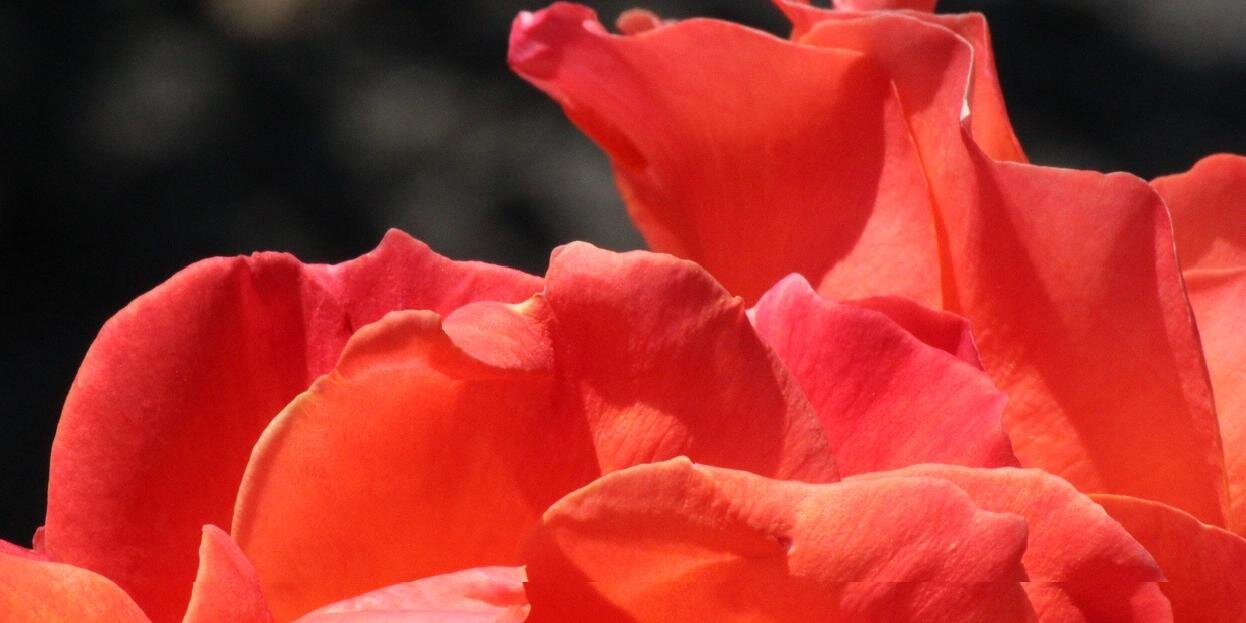 CathyMichitsch's profile banner image