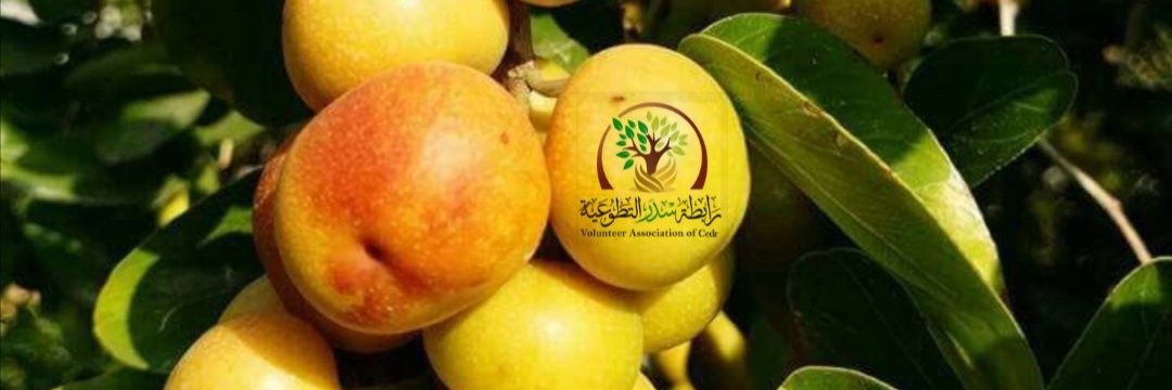 رابطة سدر المملكة banner