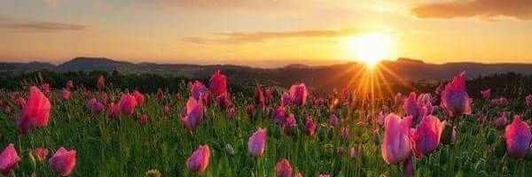 Sumayah|مُلهم banner