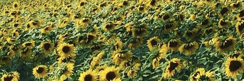 NancyQGo's profile banner image